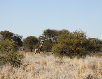 Spectacular game drives at Savanne Game Ranch